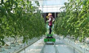 数字化田园梦 三亚奇幻世界共享农庄的北京网络技术推广策略